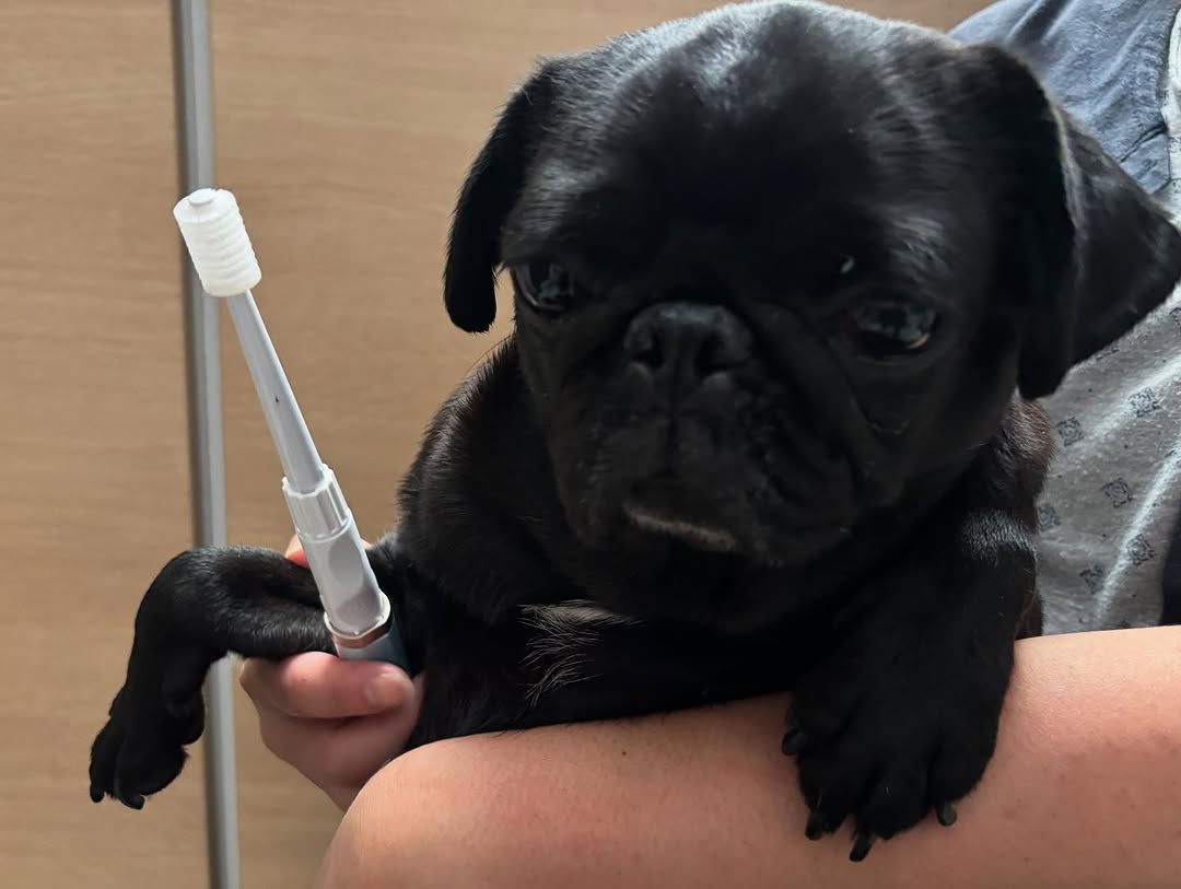 Pet ToothBrush