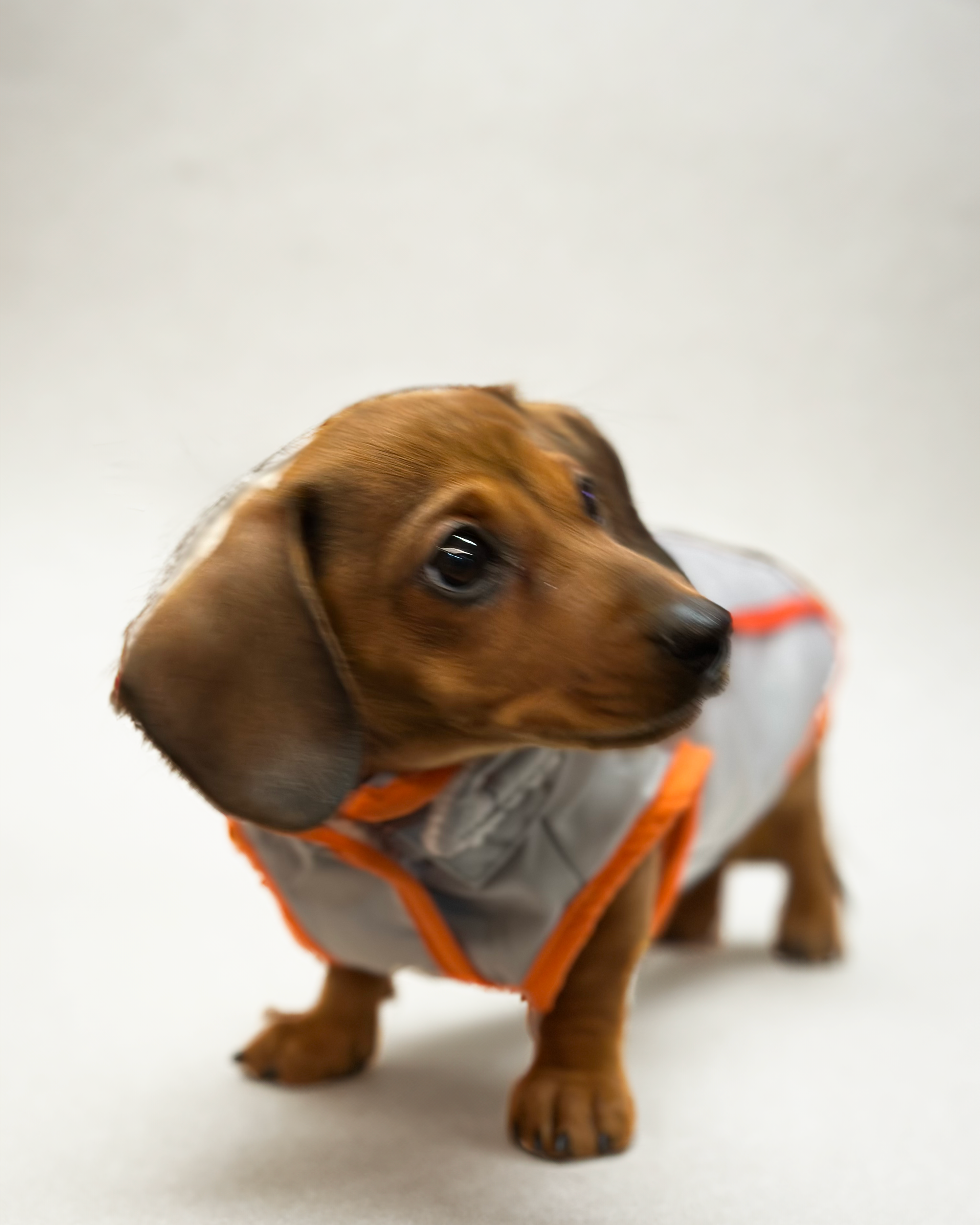 Small Breeds Clothing