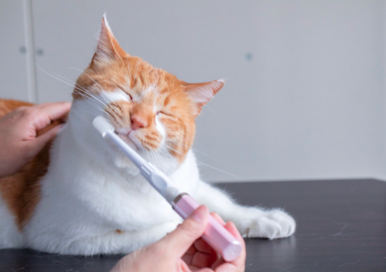 Oral Care