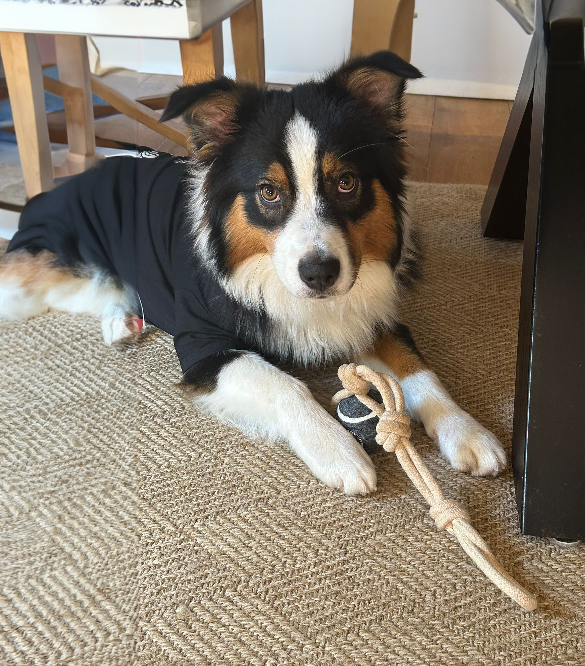 Large Breed Clothing