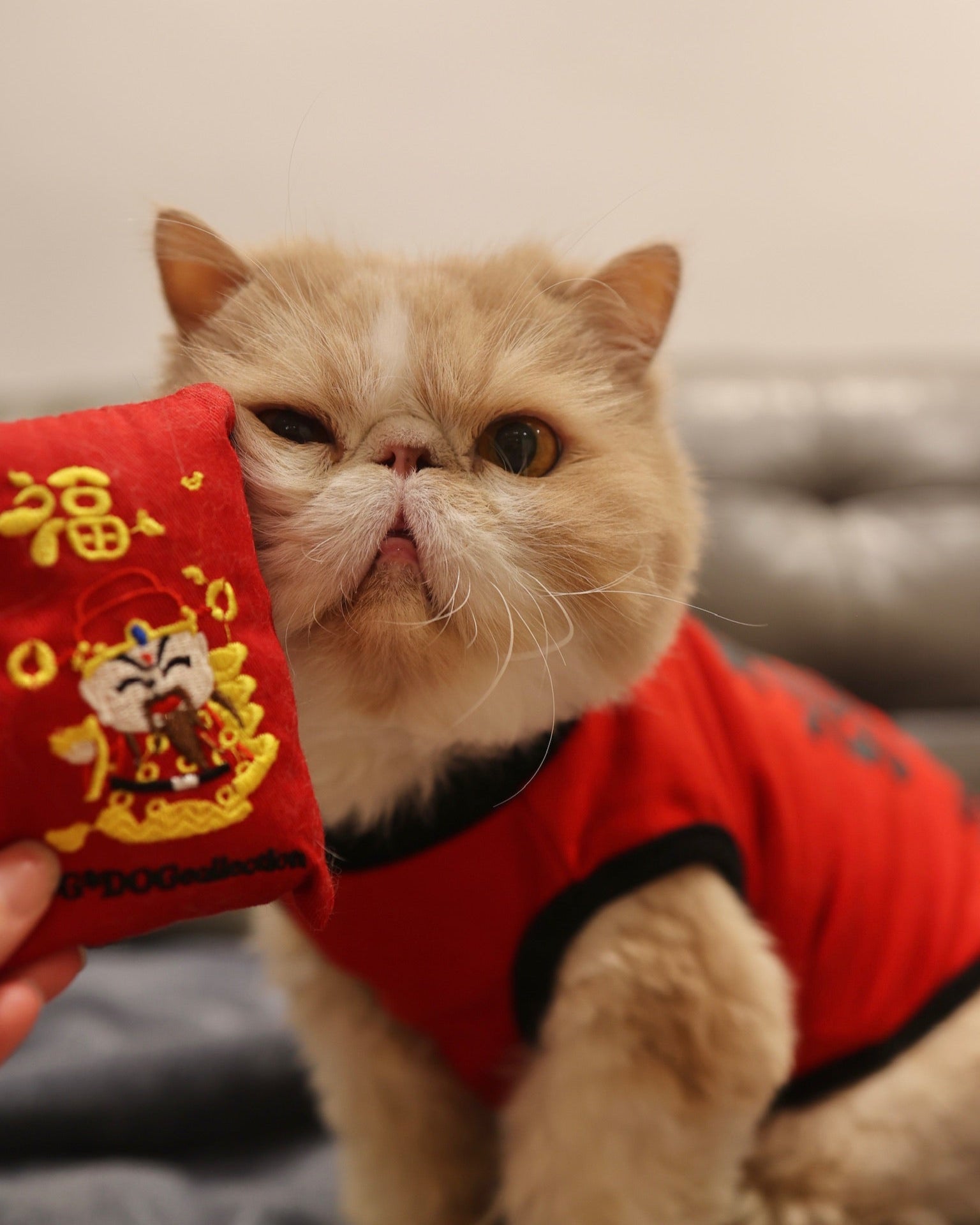 Red Packet Toy (S) Pet Toy Z002