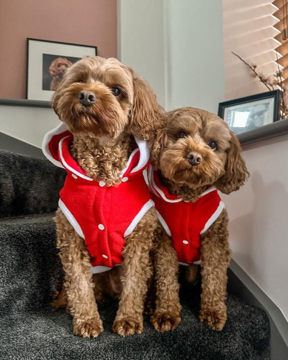 Sam Christmas Hooded Jacket S575 – Dandy's Pawsome