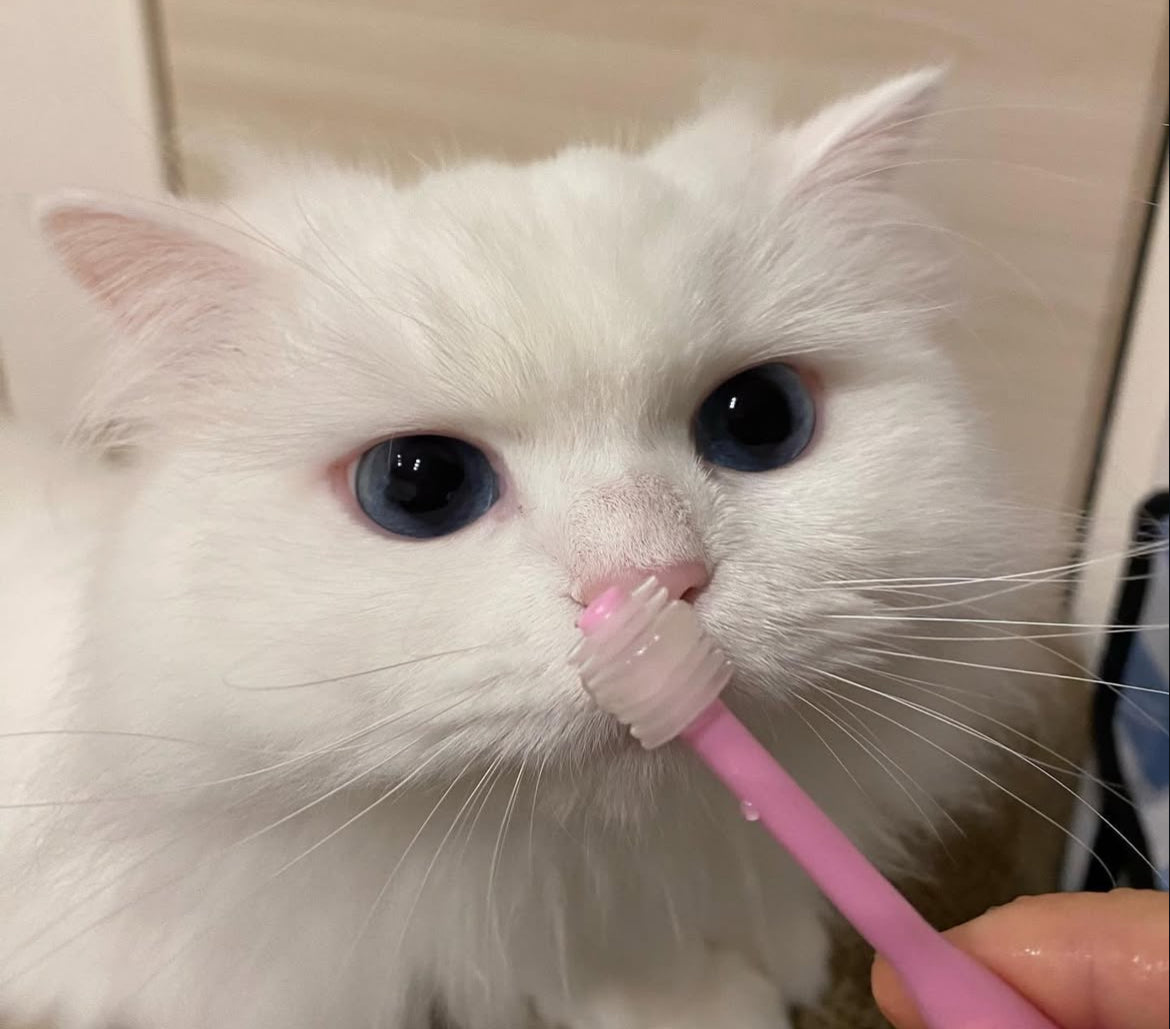 Hapico - 360° Manual Toothbrush for Pets - Soft 【Made in Japan】