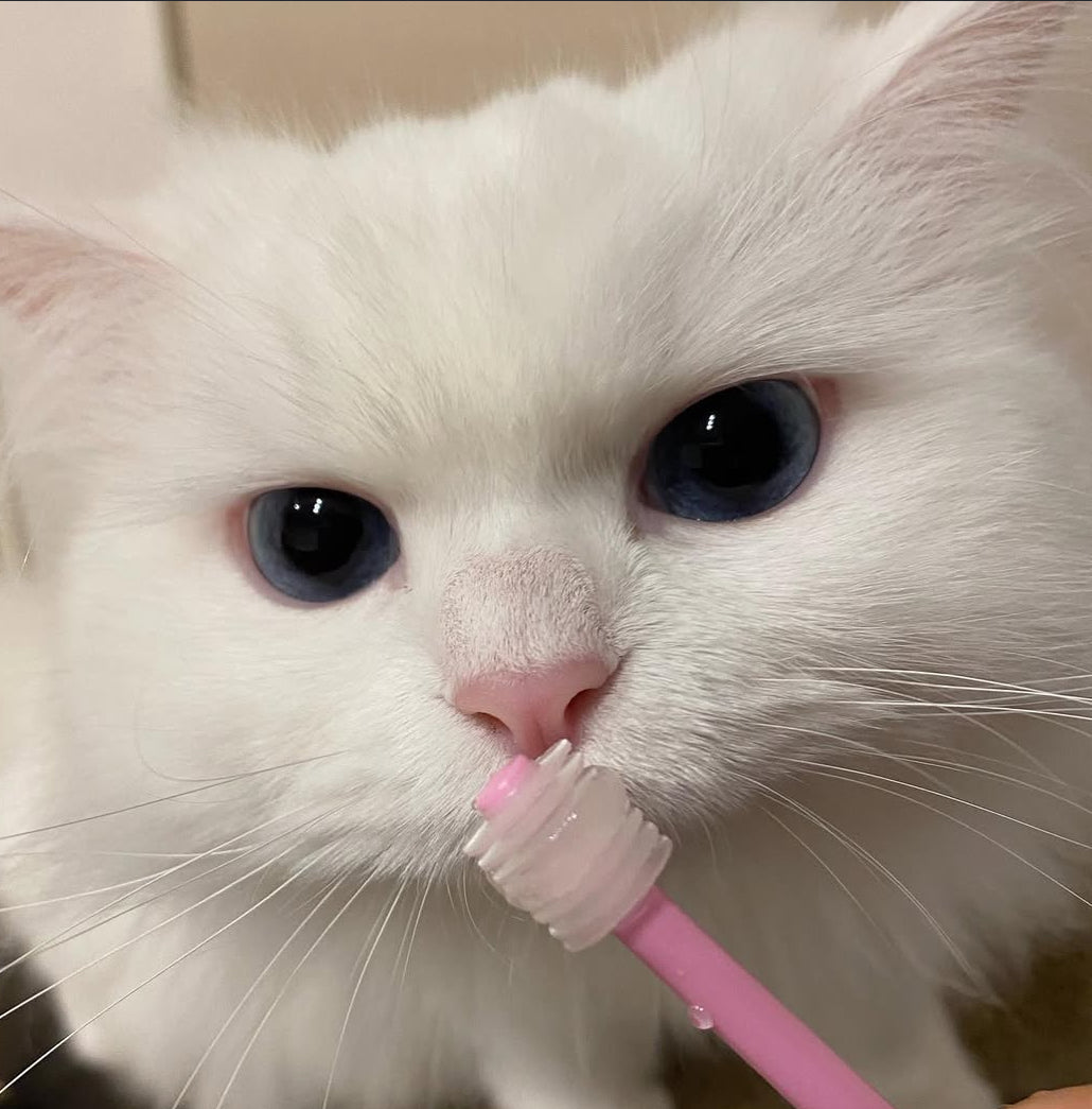 Hapico - 360° Manual Toothbrush for Pets - Soft 【Made in Japan】