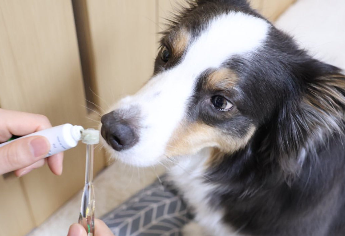 SigOne - Zeolite Toothpaste for Dogs and Cats【Made in Japan】