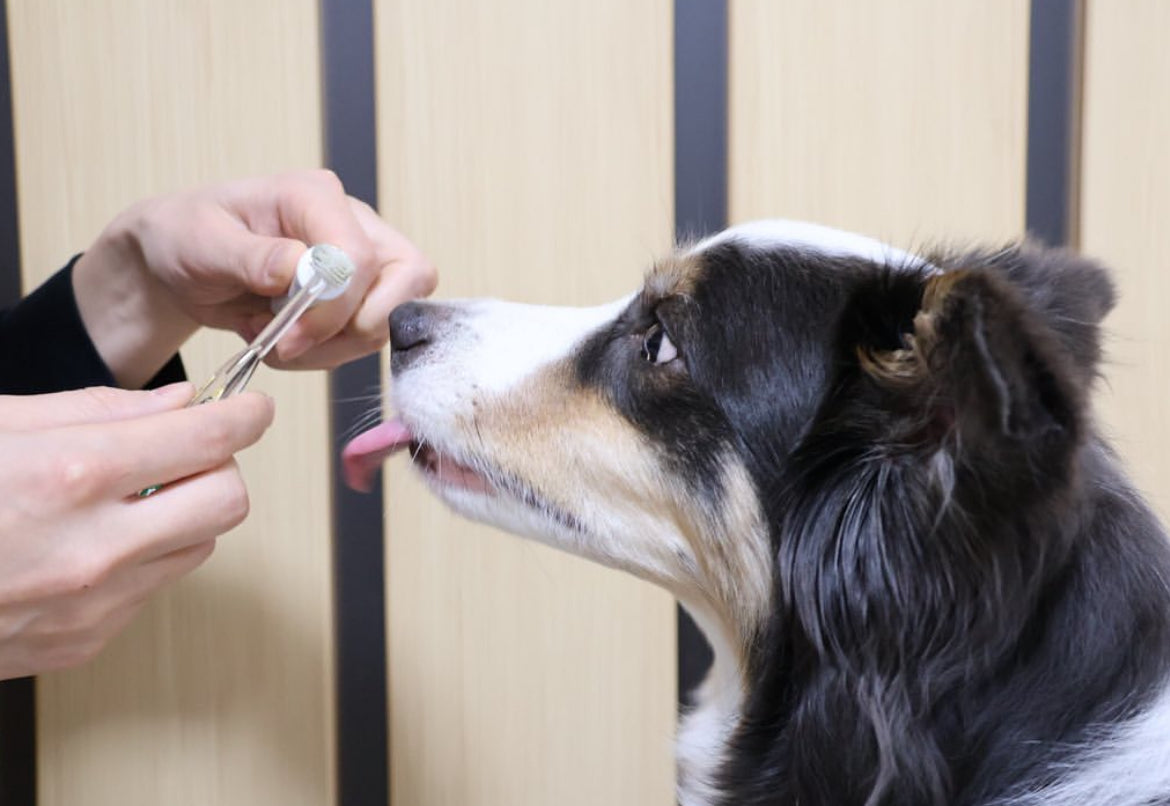 SigOne - Zeolite Toothpaste for Dogs and Cats【Made in Japan】
