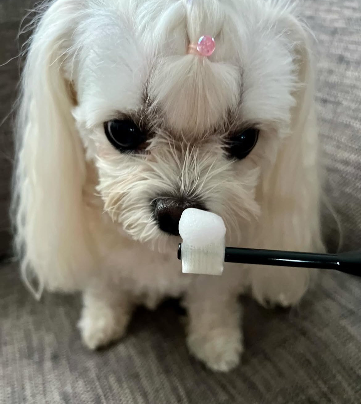 Wata-ko - Foam Toothpaste for Dogs & Cats 【Made in Japan】