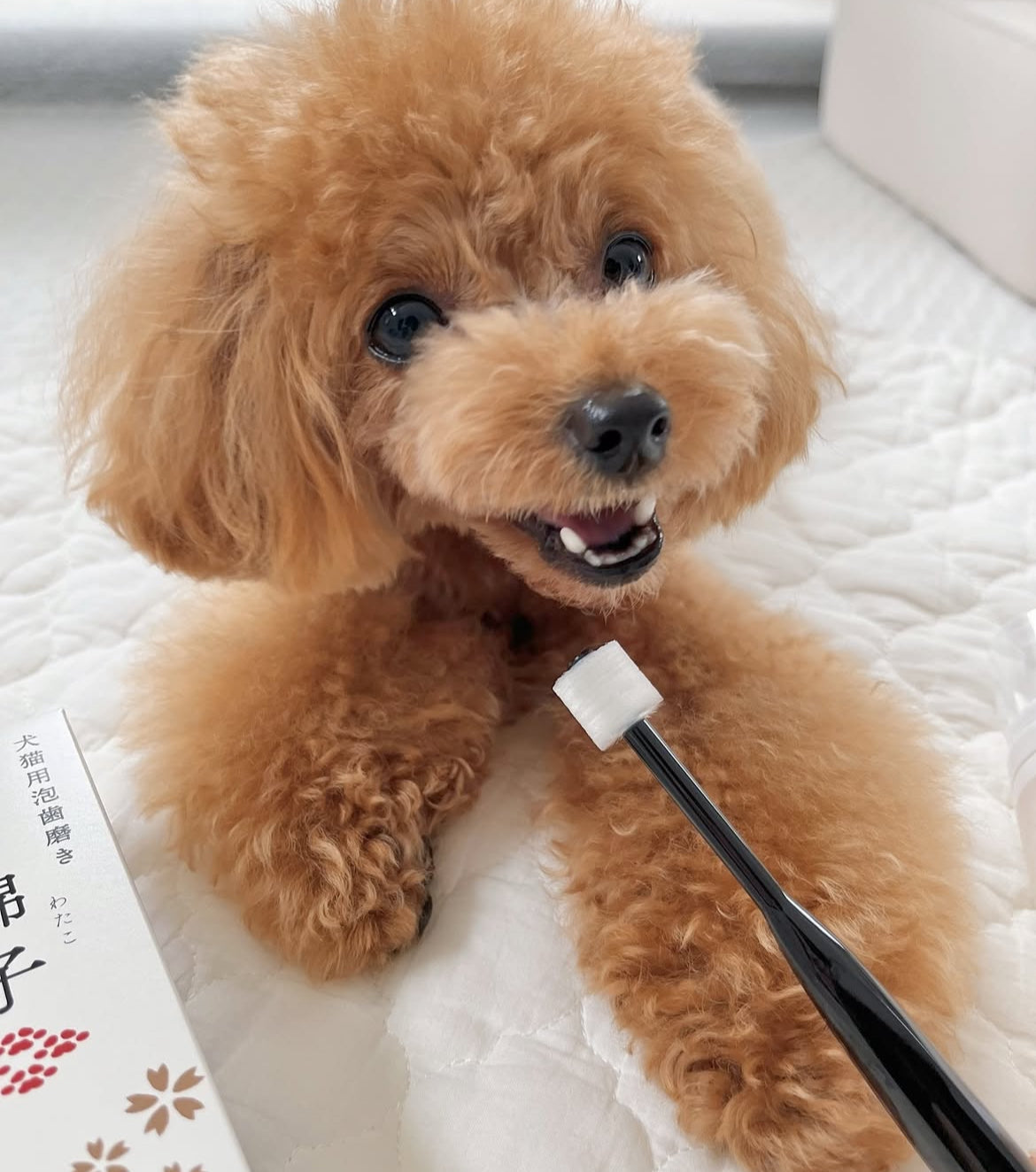 Wata-ko - 360° Ultra-Soft Toothbrush for Pets 【Made in Japan】
