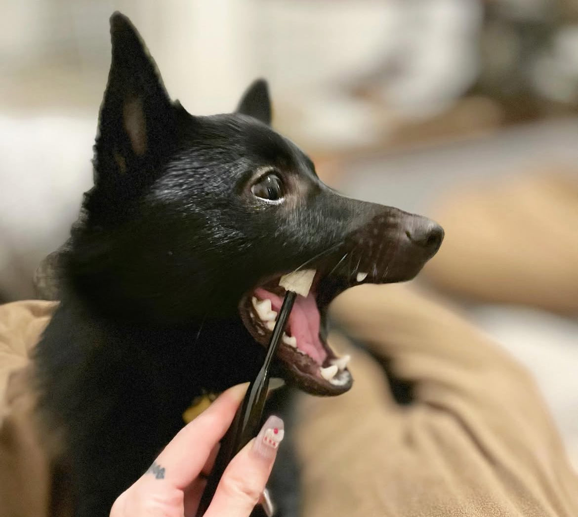 Wata-ko - 360° Ultra-Soft Toothbrush for Pets 【Made in Japan】