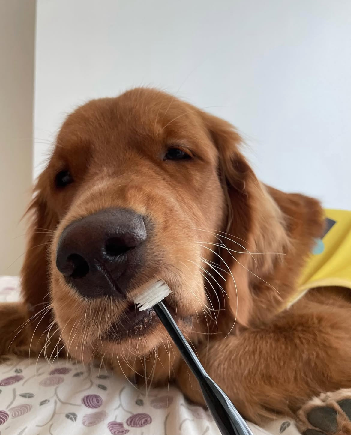 Wata-ko - 360° Ultra-Soft Toothbrush for Pets 【Made in Japan】