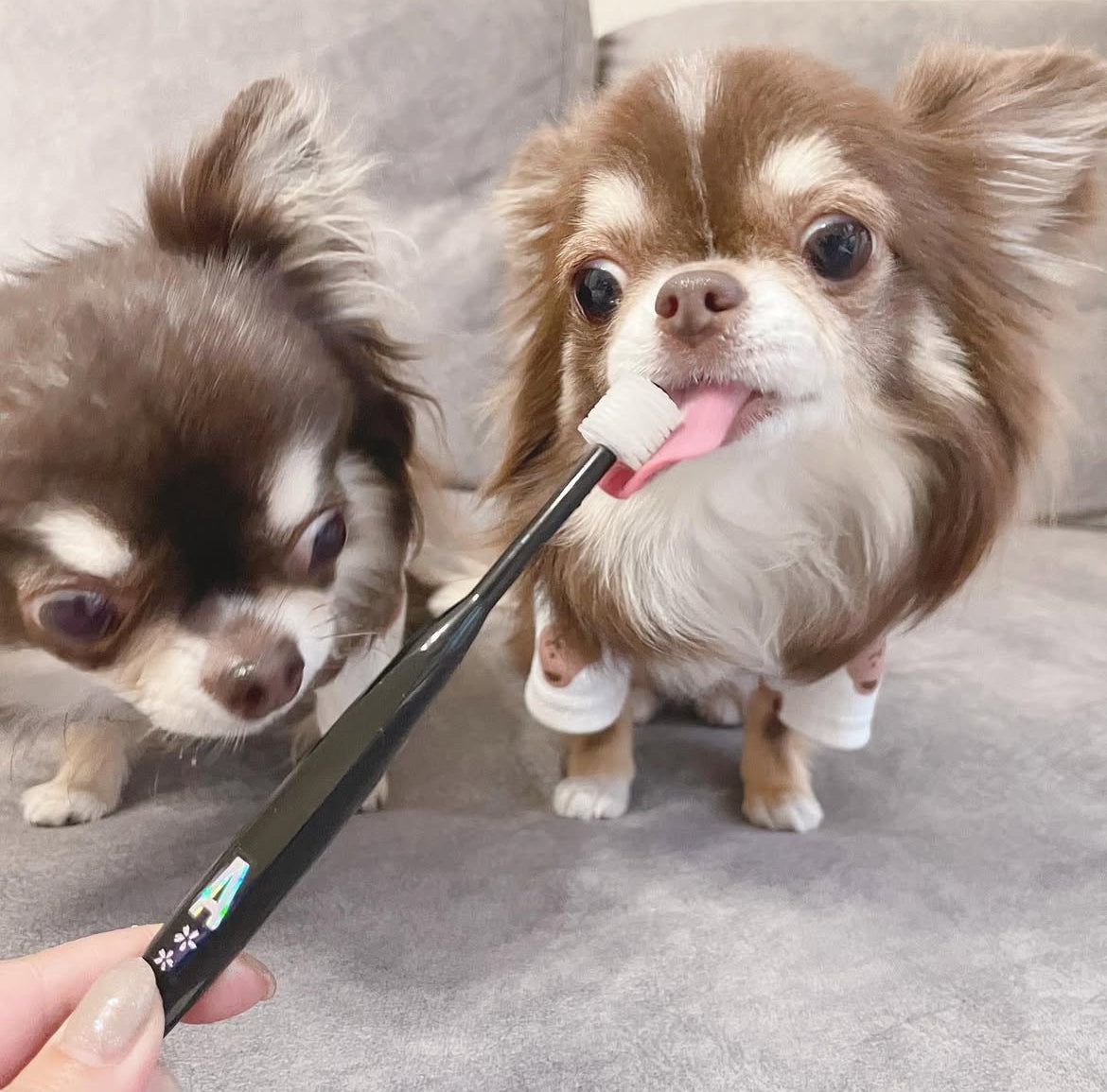 Wata-ko - 360° Ultra-Soft Toothbrush for Pets 【Made in Japan】