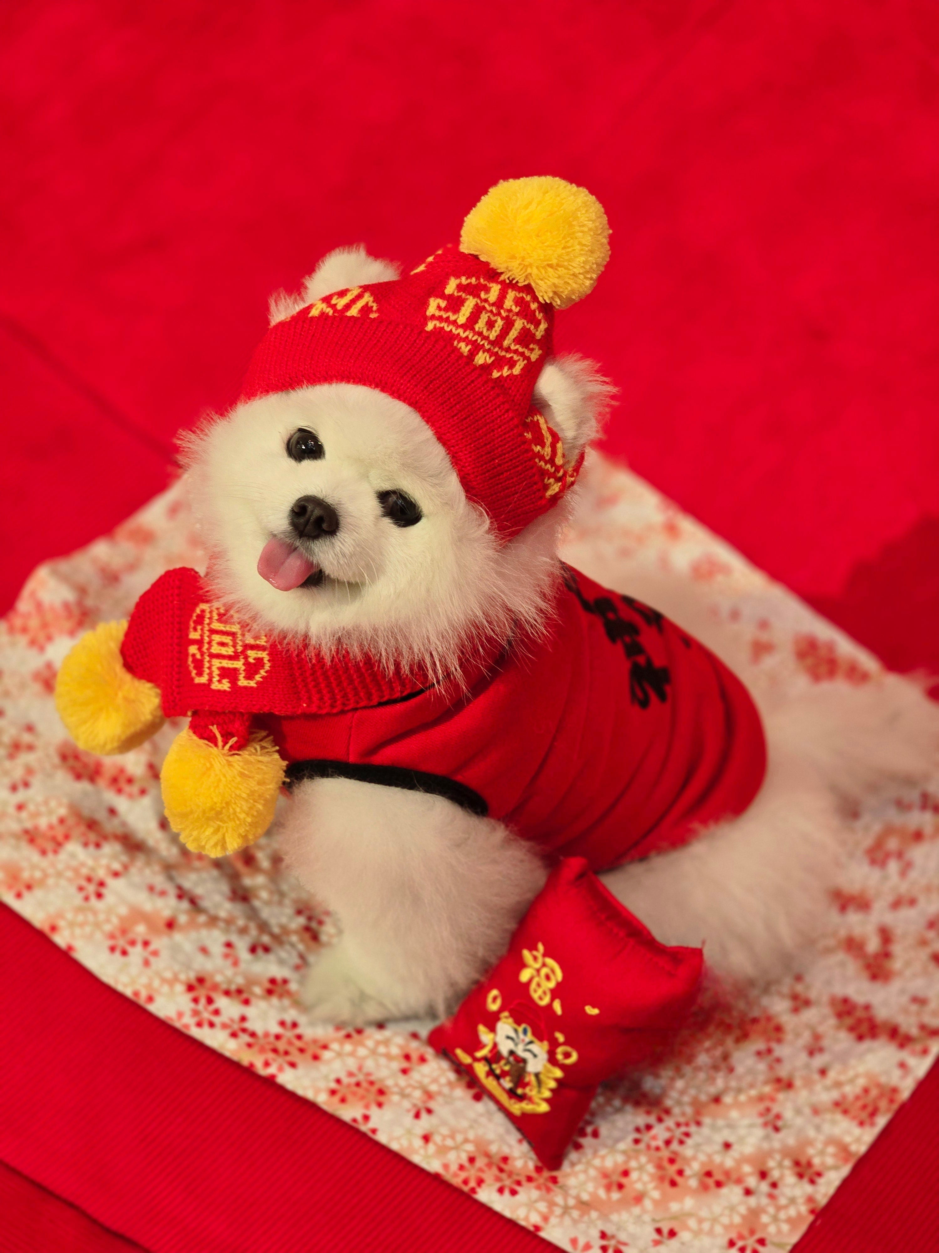 🧧 Celebrate Lunar New Year in Style with Your Furry Friends!