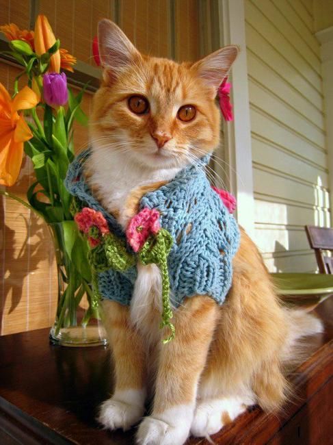 How to Choose the Right Clothing for Your Pet