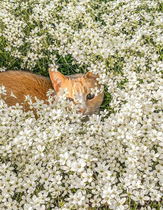 The Benefits of Eco-Friendly Pet Products