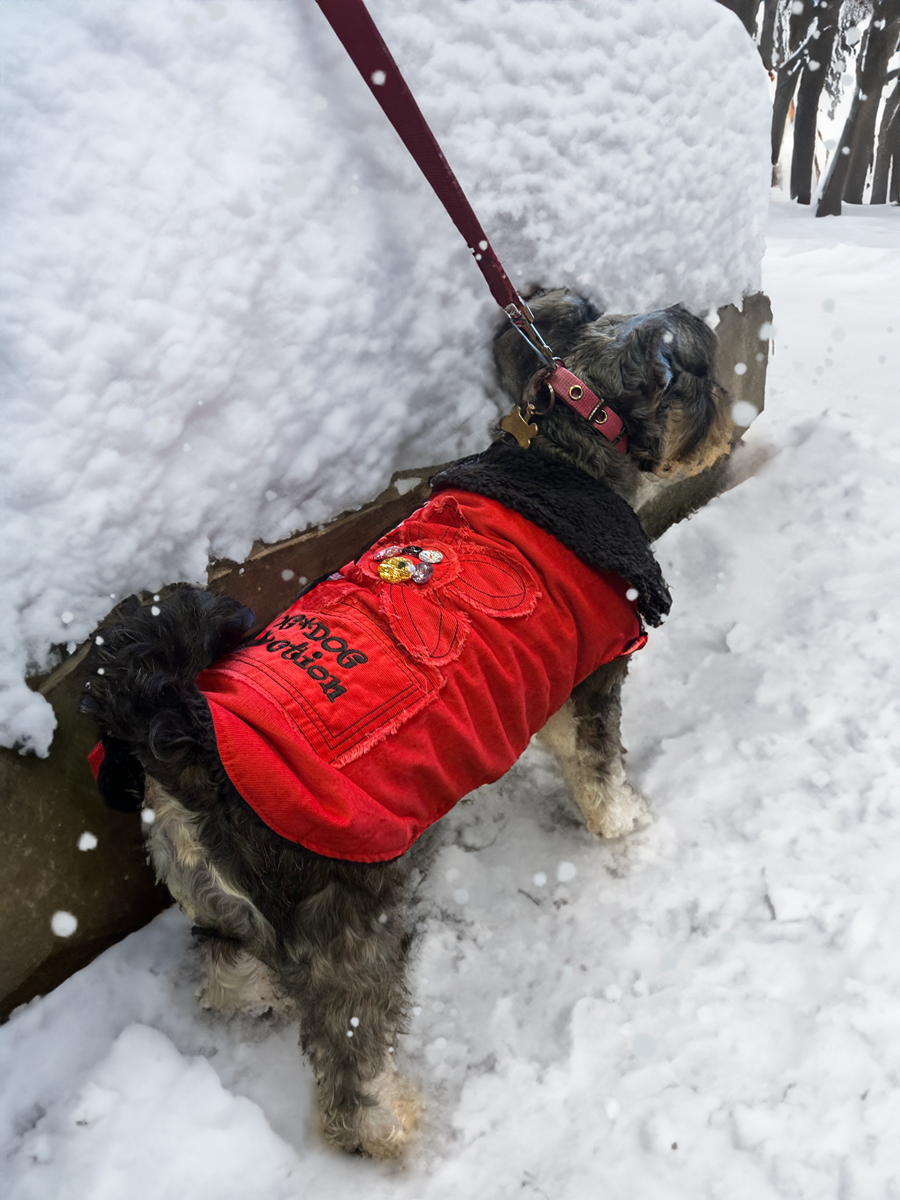 How to Keep Your Pet Warm and Stylish This Winter