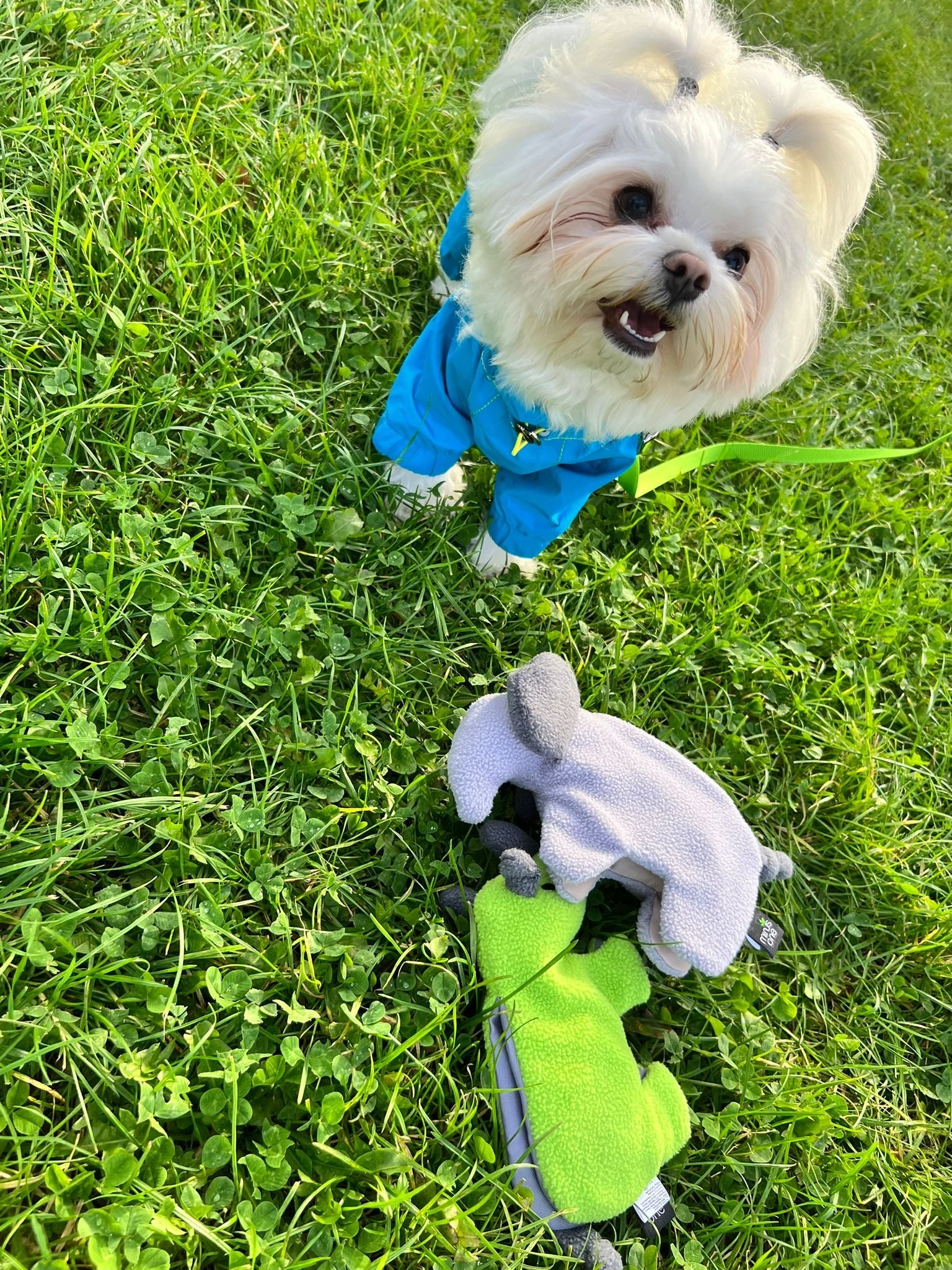 Dog Toys