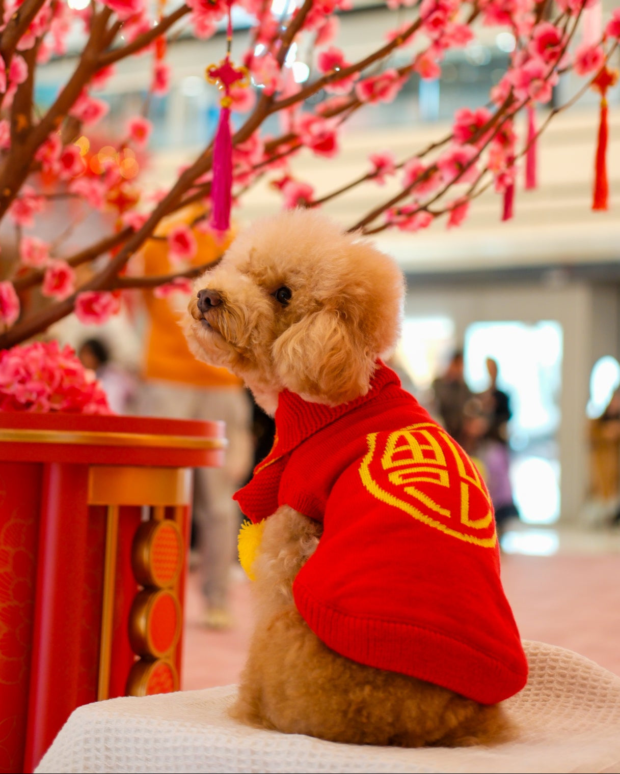 Chinese New Year Collection