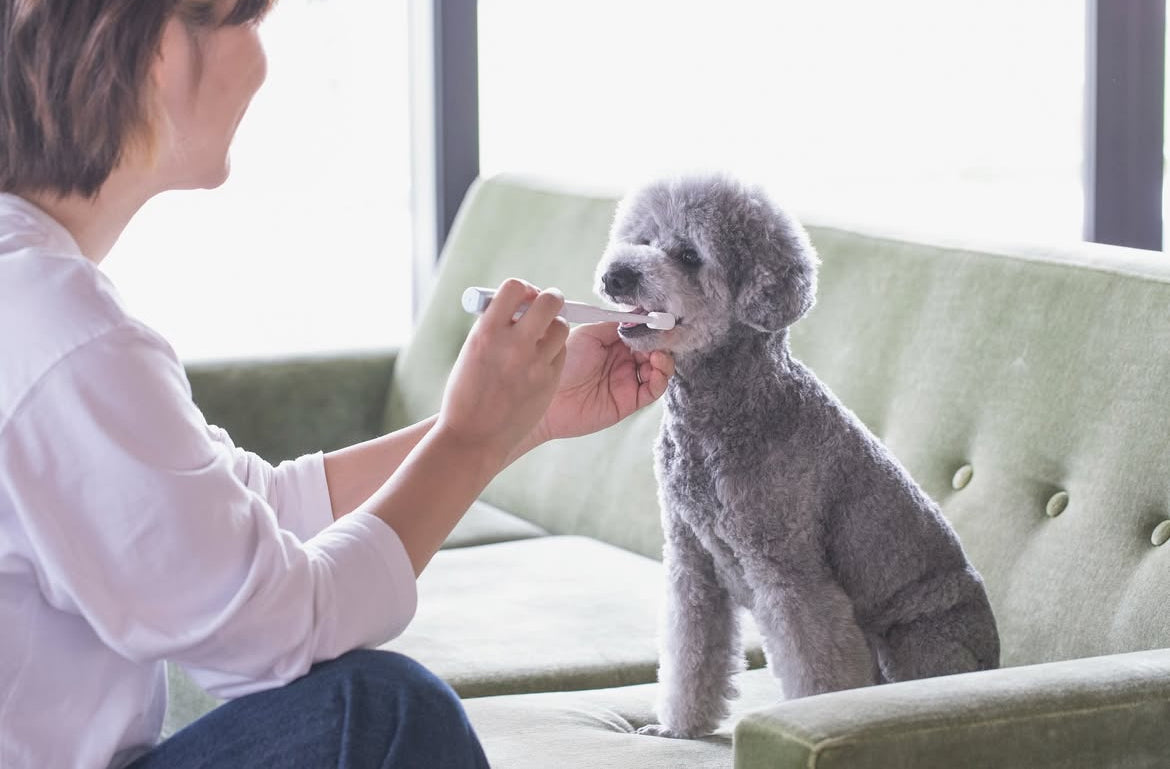 Asia Pawsome Picks
