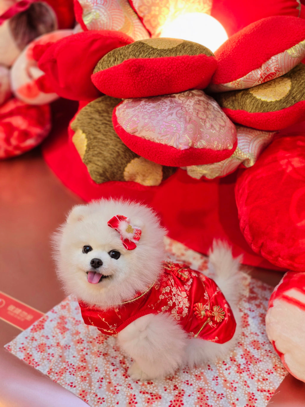 Pet Brocade Dress Red S642RD