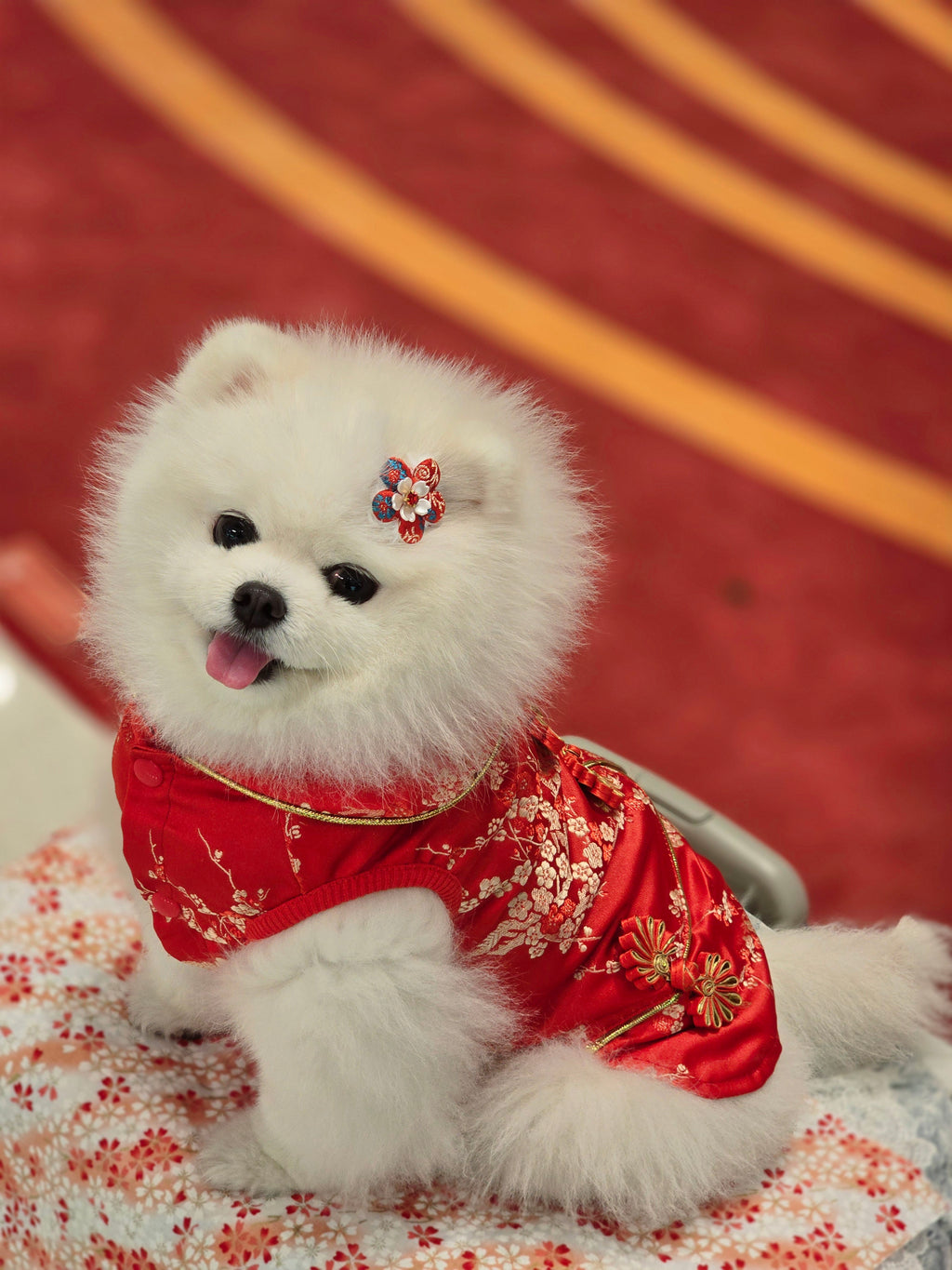 Pet Brocade Dress Red S642RD