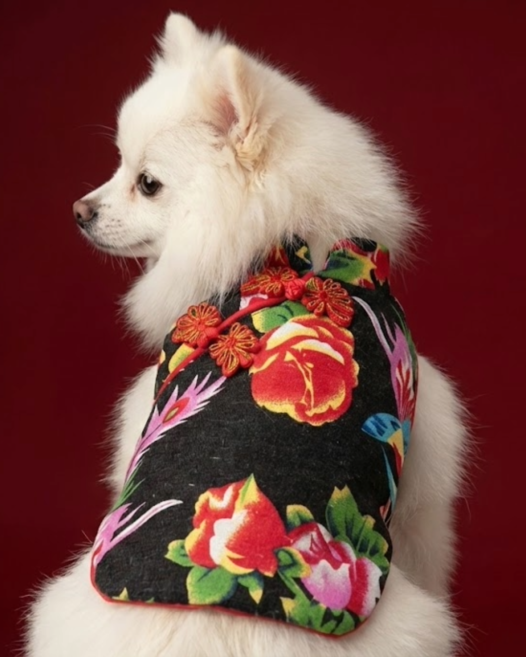 Jessica Dress Chinese Style Dog Dress Black S523BK