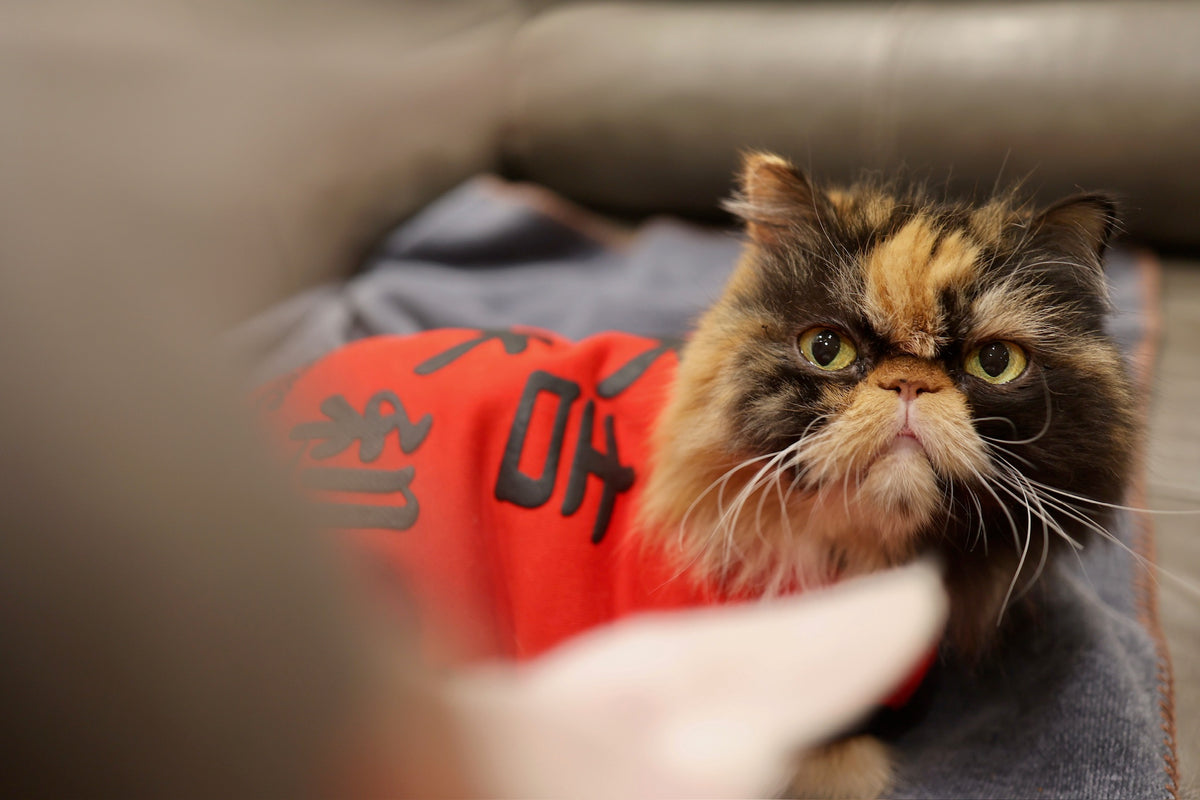 Pet Reversible T-shirt CNY Good Luck S430