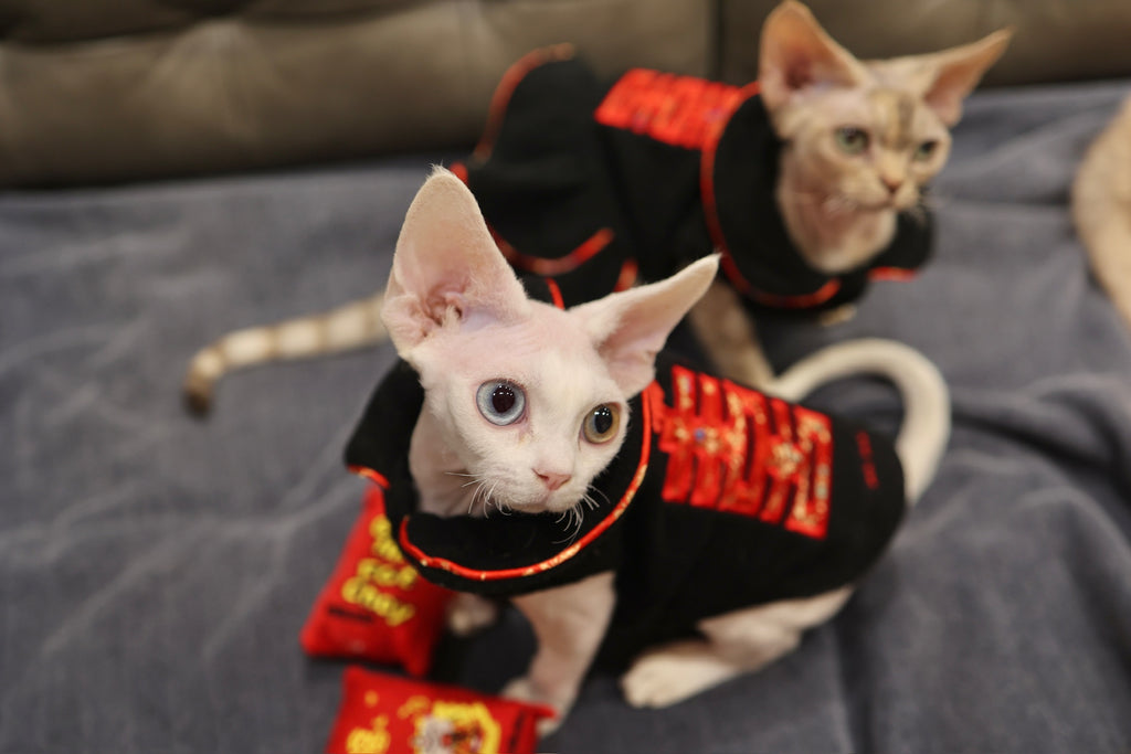 Double Happiness Fleece Dog Dress S364BK