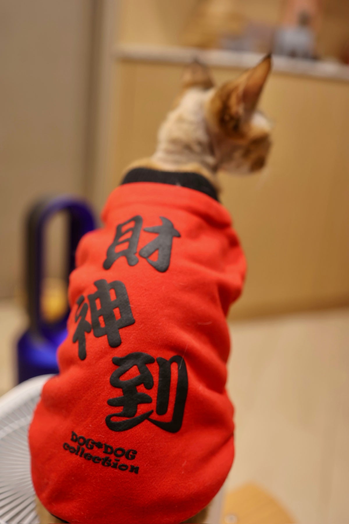 寵物雙面賀年衫 財神到 S428