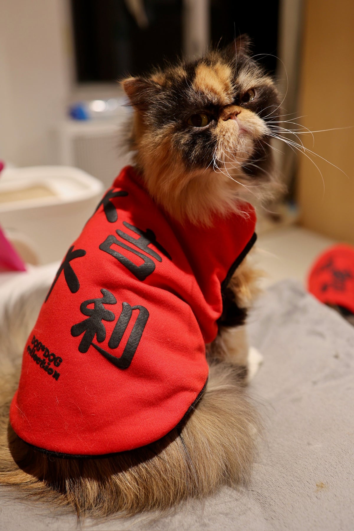 Pet Reversible T-shirt CNY Good Luck S430