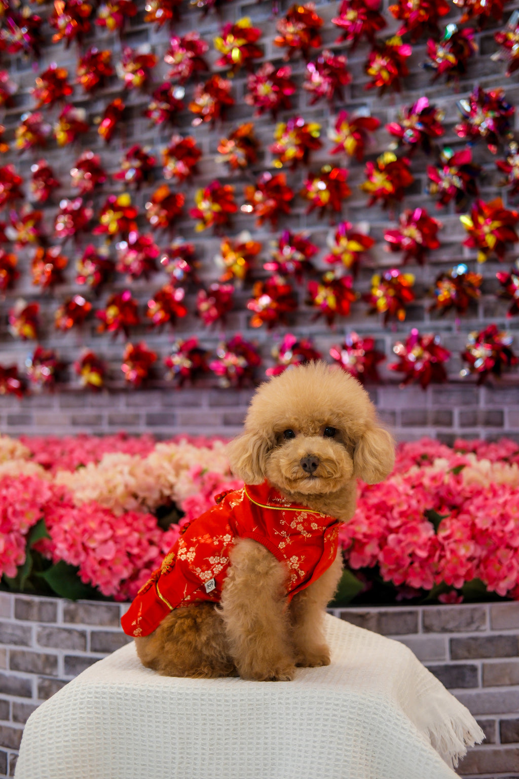 Pet Brocade Dress Red S642RD