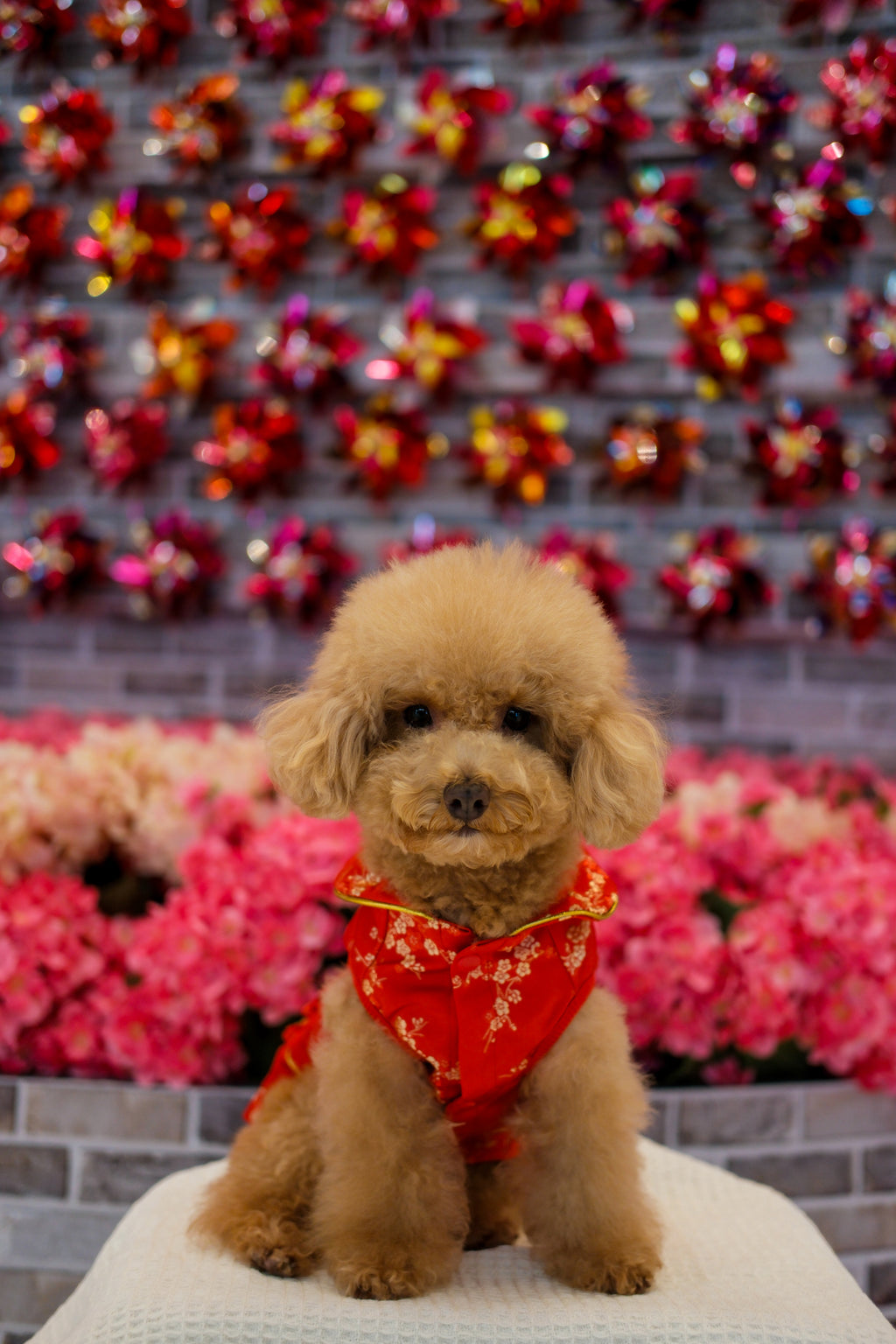 Pet Brocade Dress Red S642RD