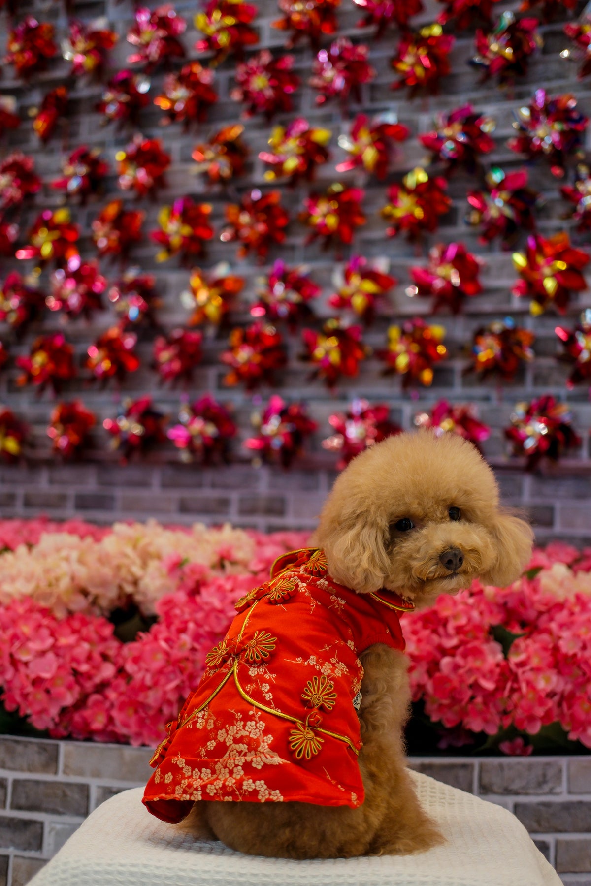 寵物金邊織錦賀年裙-紅色 S642RD