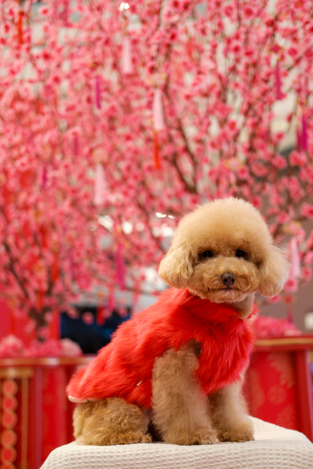 Faux Fur Coat - Red S602RD