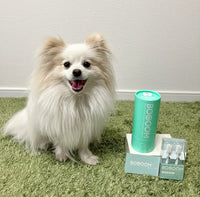 Pomeranian x Maltese