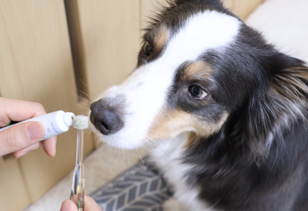 SigOne - Zeolite Toothpaste for Dogs and Cats【Made in Japan】