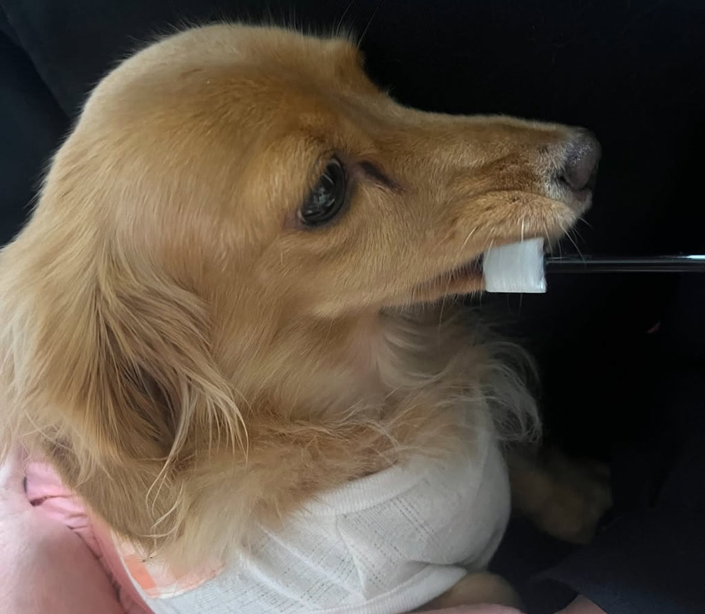 Wata-ko - 360° Ultra-Soft Toothbrush for Pets 【Made in Japan】