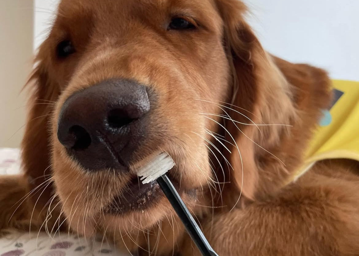 Wata-ko - 360° Ultra-Soft Toothbrush for Pets 【Made in Japan】