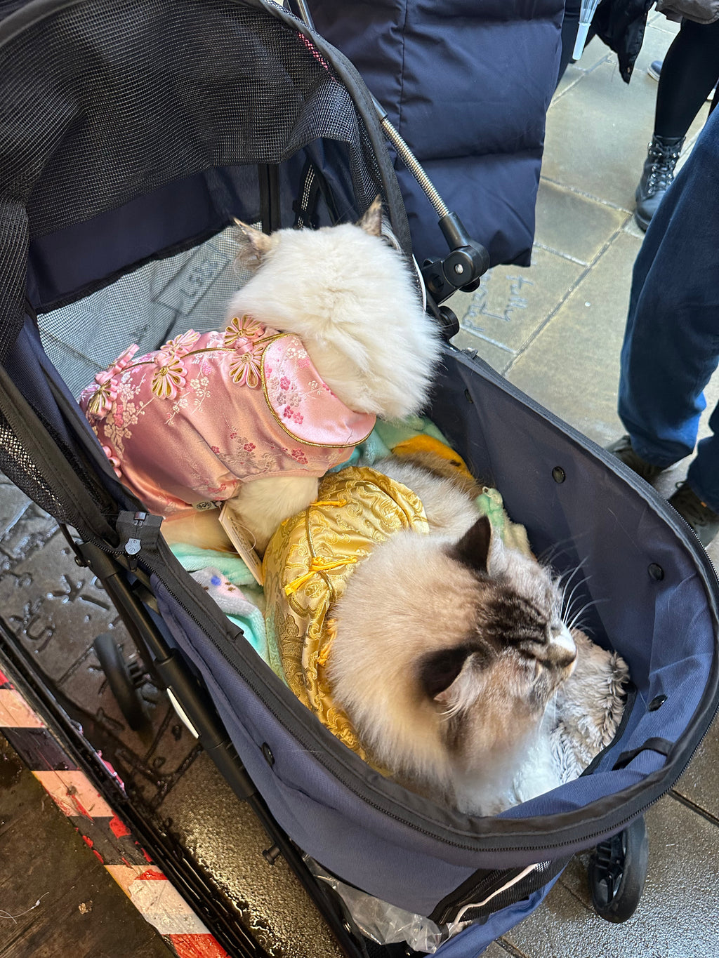 寵物金邊織錦賀年衫-金色 S641GD