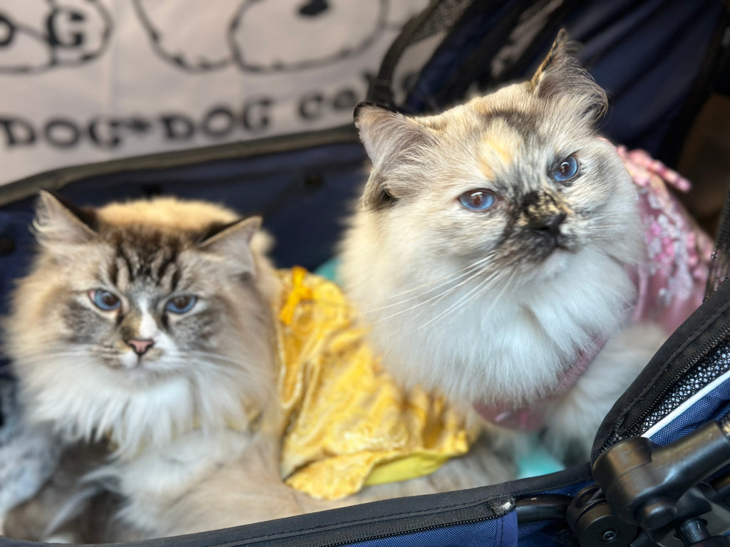 寵物金邊織錦賀年衫-金色 S641GD