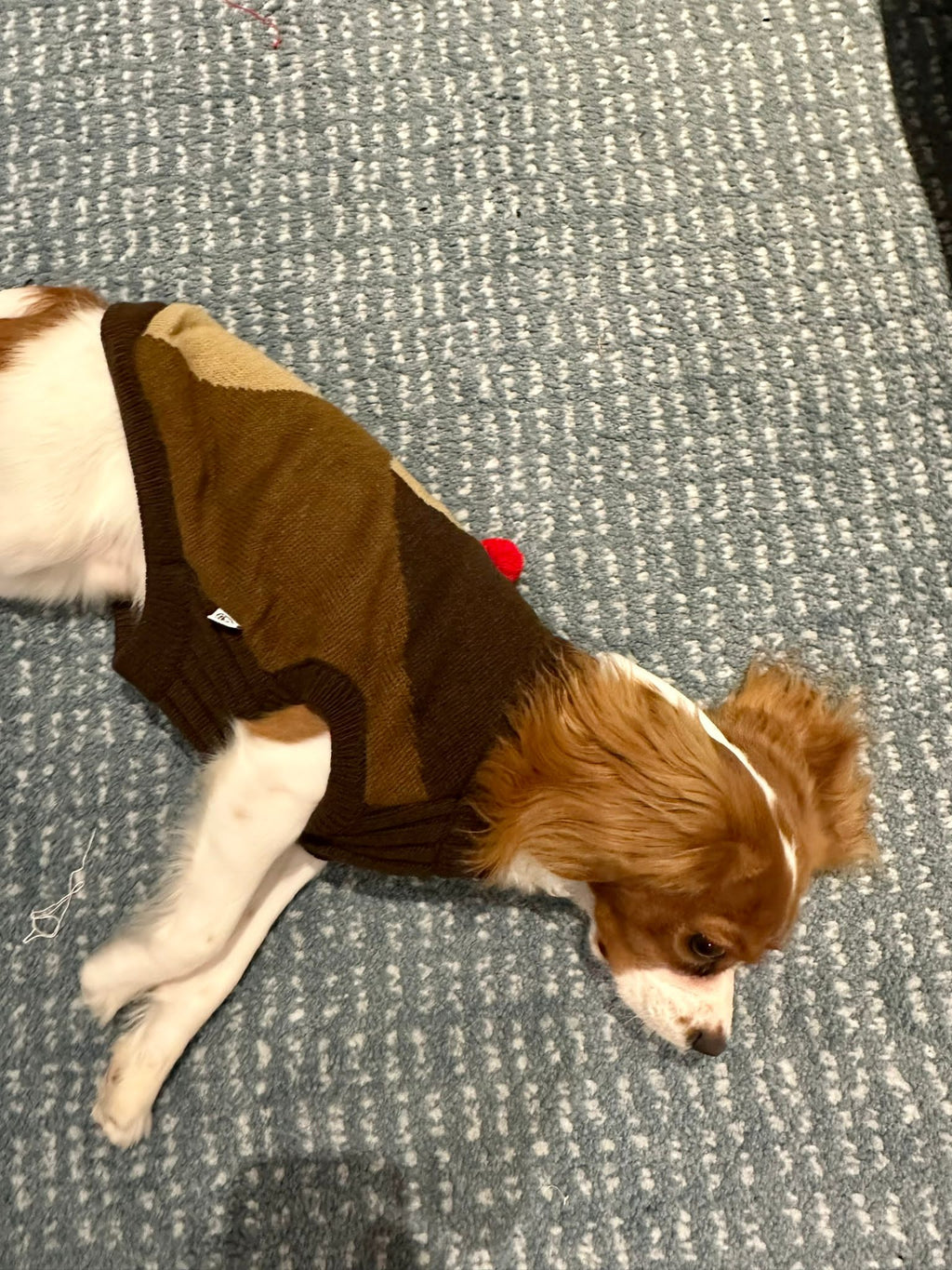 Pet Christmas Rudolph Sweater S639BN