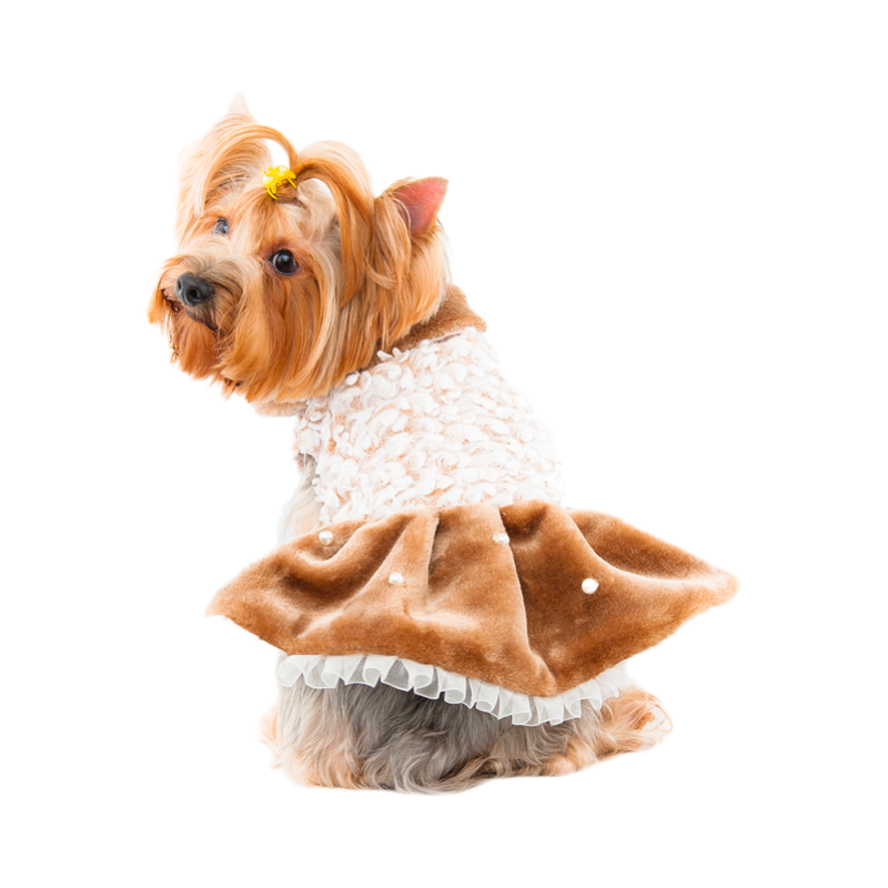Pet Patti Elegant Dress S560BN