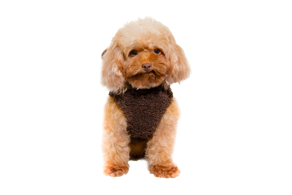Bear Hoodie - Dark Brown