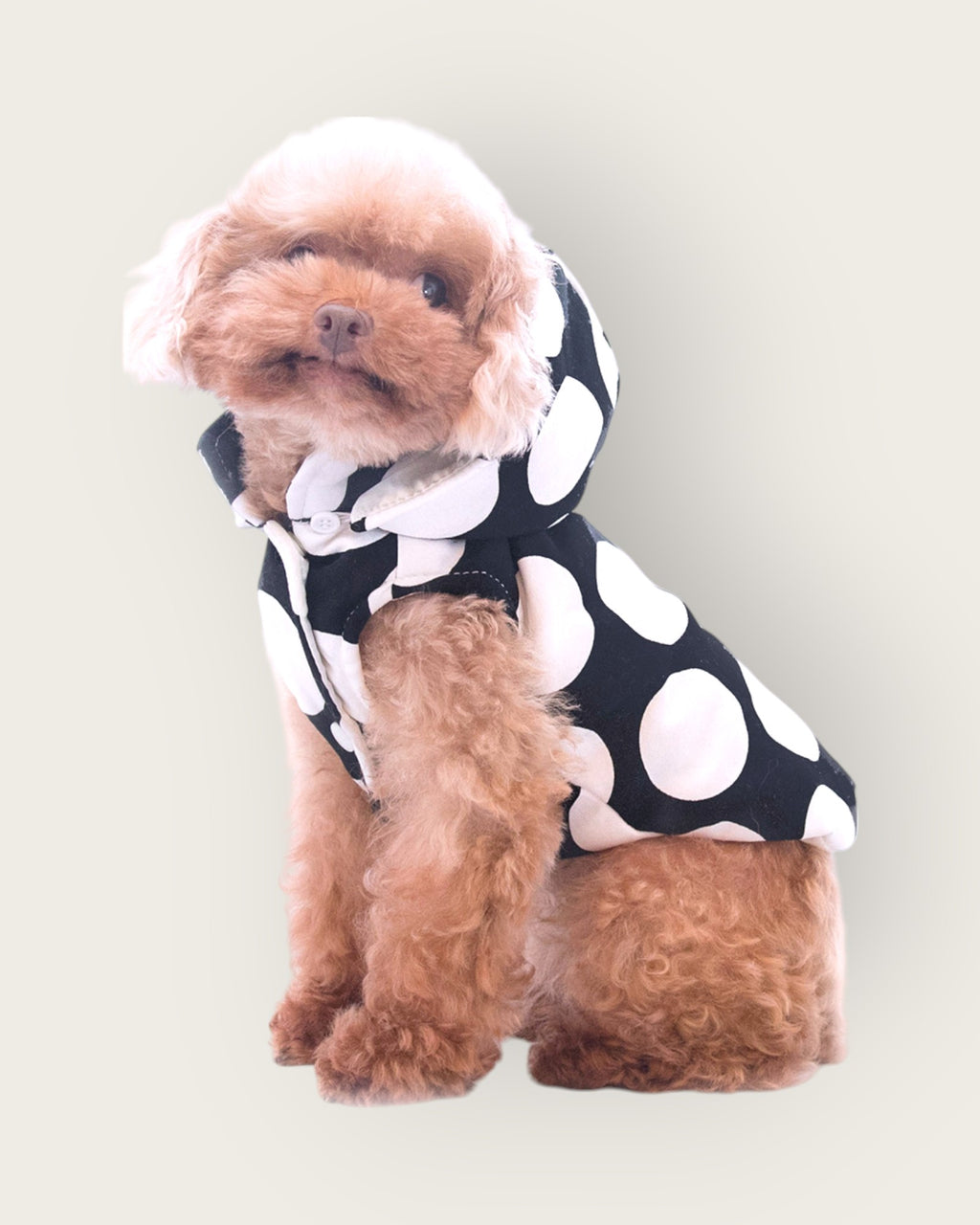 Polka Dot Puffer Jacket - Black S605BK