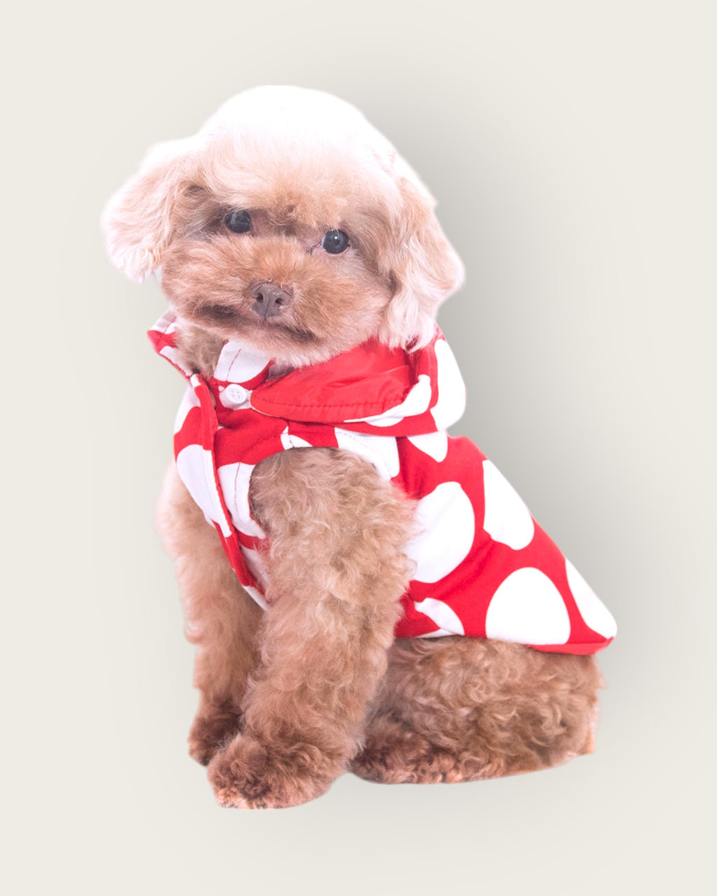 Polka Dot Puffer Jacket - Red S605RD