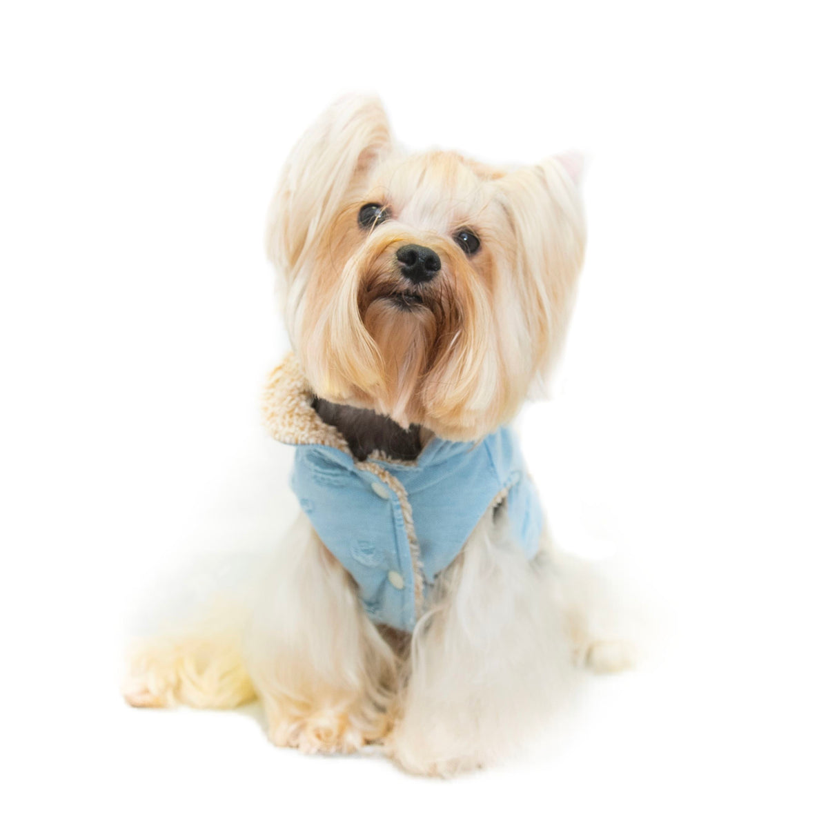 bunny hooded reversible jacket - S622LB