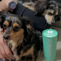 Chiwax (Chihuahua × Dachshund mix)