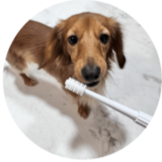 Kaninchendachshund (Miniature Dachshund)