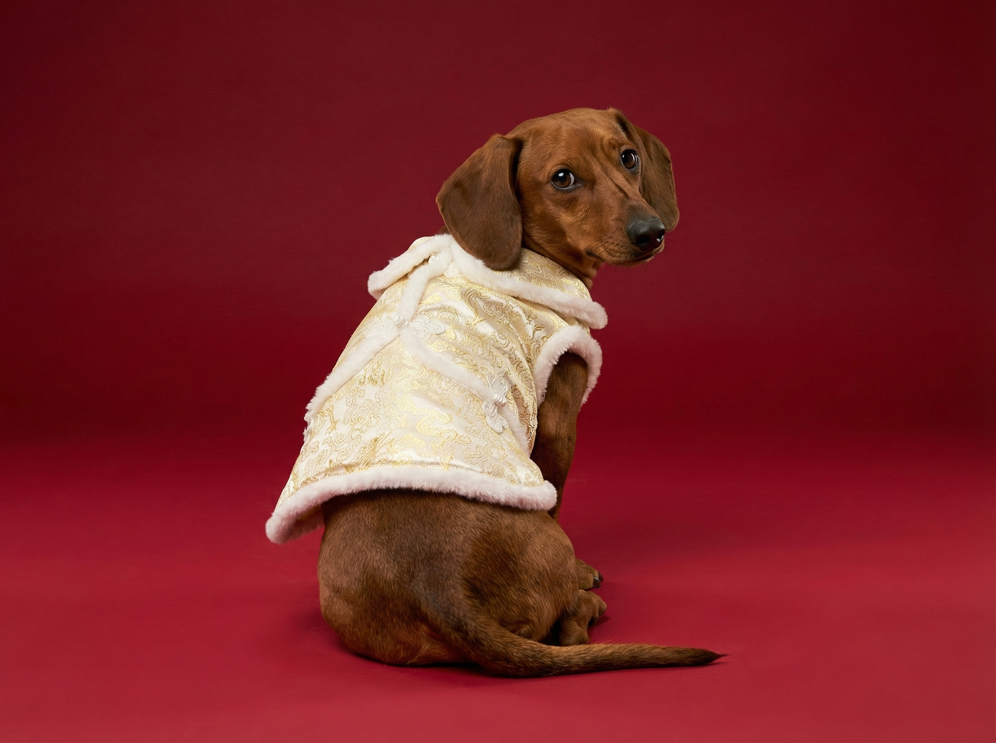 Furry Edge New Year Skirt-gold S484Y