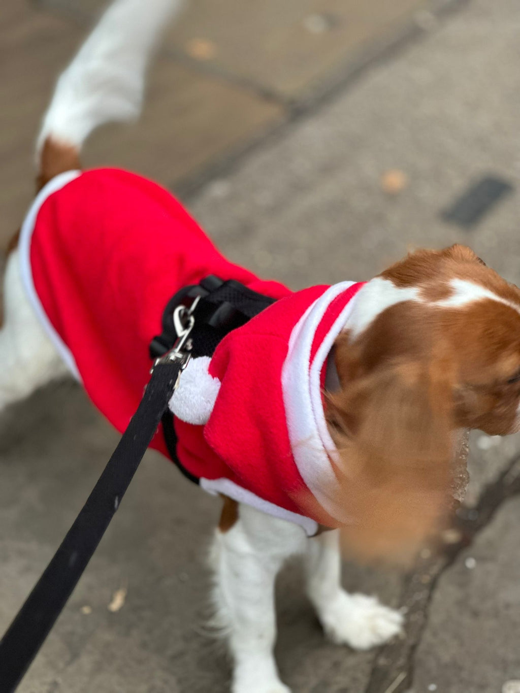 Sam Christmas Hooded Jacket S575