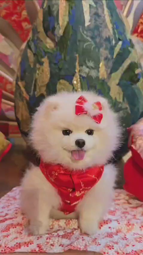 Pet Brocade Dress Red S642RD